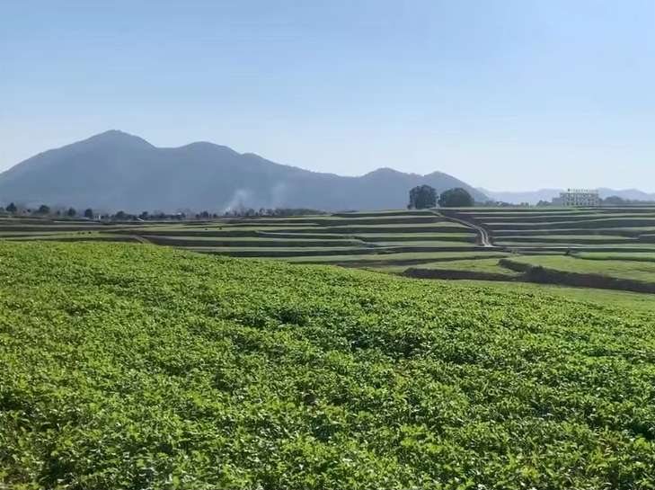 武蛟黑芝麻油菜循環(huán)種植基地現(xiàn)狀