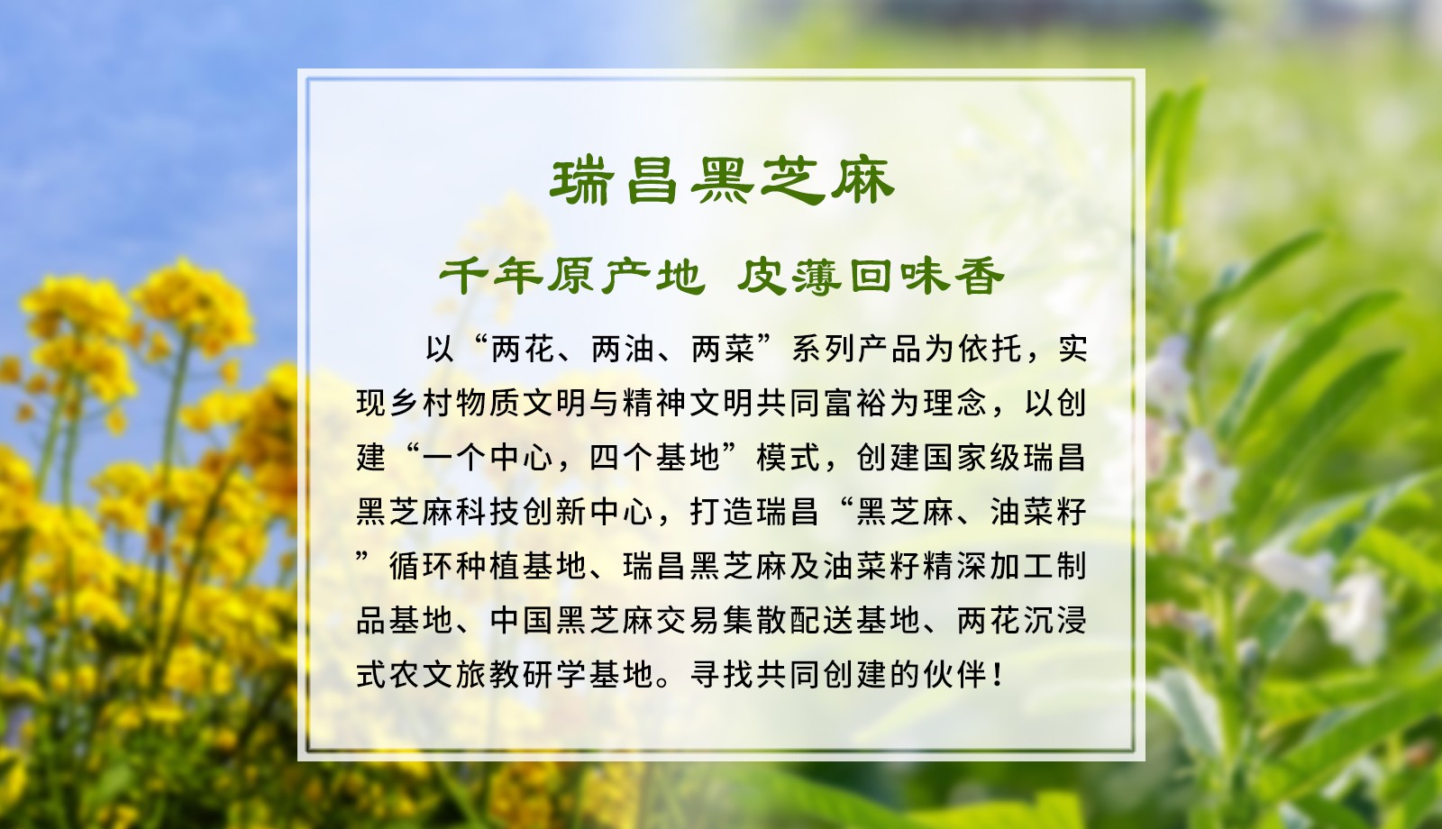 江西瑞昌黑芝麻科技小院尋找共同創(chuàng)建的伙伴